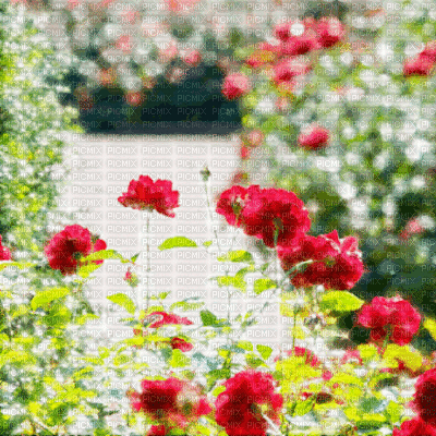 Red Flowers Background - Free animated GIF