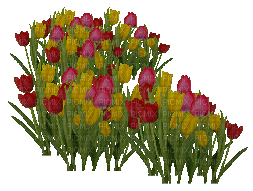 tulipán - Zdarma animovaný GIF