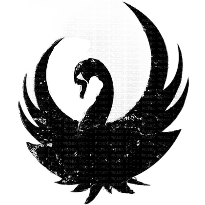 Cygne noir - Free PNG