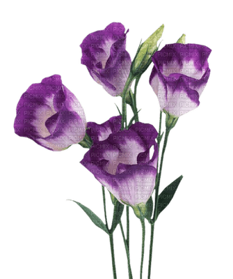 Flowers dm19 - gratis png