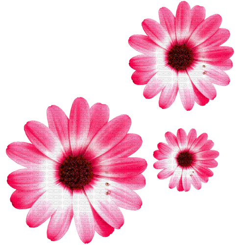 Flowers.Pink - PNG gratuit
