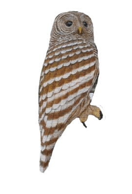 owl katrin - ingyenes png