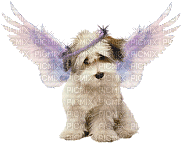 Cachorro com asas - GIF animado gratis