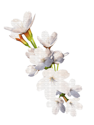 fleur blanche.Cheyenne63 - png ฟรี