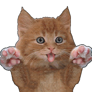 Cat Chat Licking Screen Animated GIF, cat , chat , kitten , kitty , lick ,  licking , screen , funny , humor , animated , animation , gif , diver ,  divers , tube , tubes , pet , pets , animal - Free animated GIF - PicMix