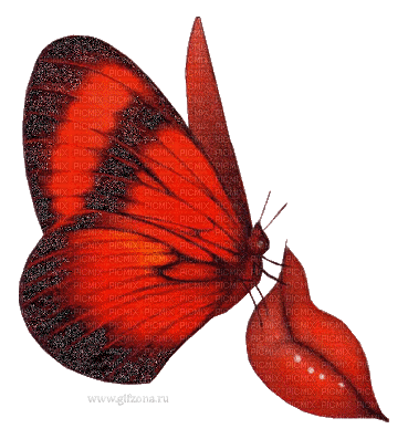 mariposa - GIF เคลื่อนไหวฟรี