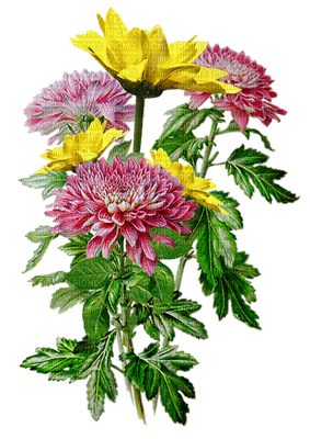 flower-pink--yellow-colors-minou52 - png grátis