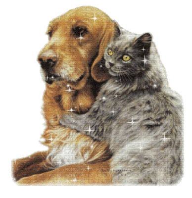 chien et chat - GIF animasi gratis