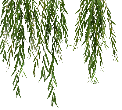 green leaves branch gif vert feuilles branche - Бесплатный анимированный гифка