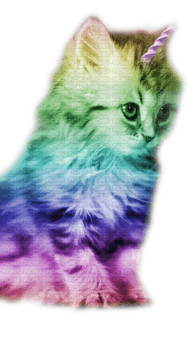cats schlappi50 - ingyenes png
