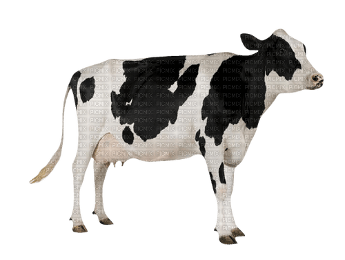 cow per request - png gratis