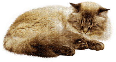 Kaz_Creations Cats Cat Kittens Kitten - besplatni png