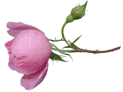 ruusu, rose, kukka, flower, fleur - png gratis