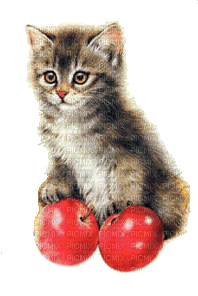 Katze chat cat - Безплатен анимиран GIF