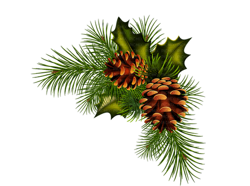 pinecones Bb2 - 免费PNG