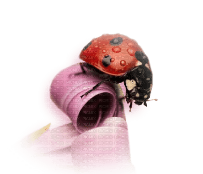 Kaz_Creations Ladybugs Ladybug - PNG gratuit