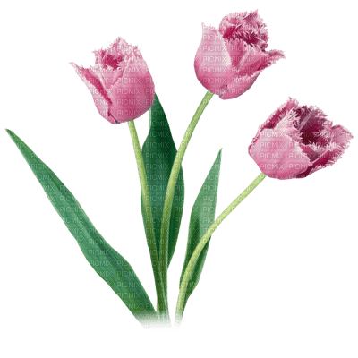 flores transparentes dubravka4 - ingyenes png