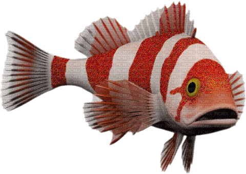Fische - GIF animate gratis