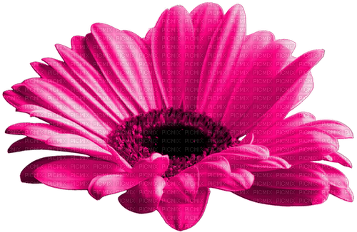 Flower.Pink - 免费PNG