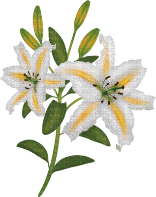patymirabelle fleurs - zdarma png