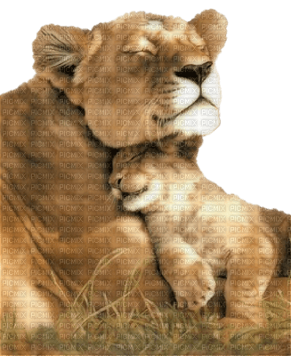 Kaz_Creations Animals Lions Cub - ilmainen png