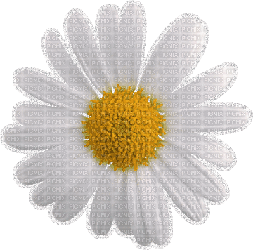 Daisy - Bezmaksas animēts GIF