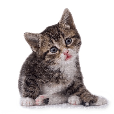 tabby kitten - ücretsiz png