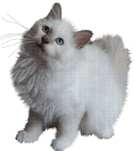 gala animals cat - PNG gratuit