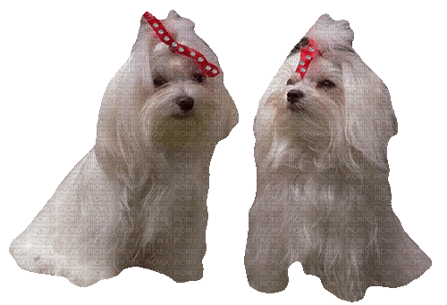 Maltese Dogs Chien - Ilmainen animoitu GIF