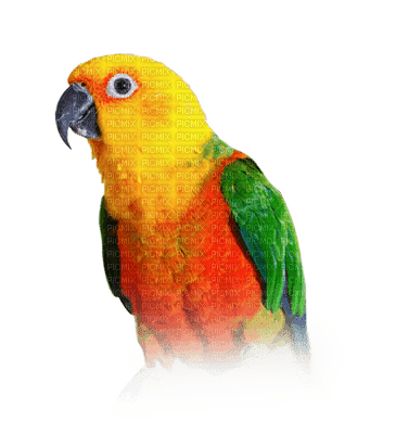 Parrot birds bp - Free PNG