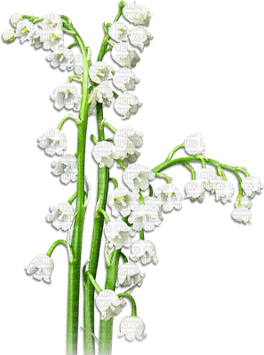 soave deco flowers spring lily of the valley white - gratis png
