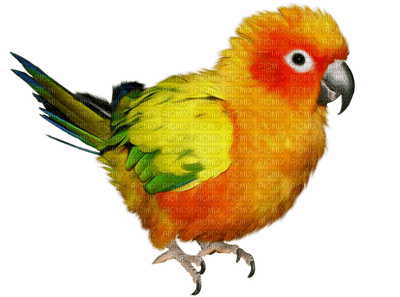 Salomelinda perroquet ! - PNG gratuit