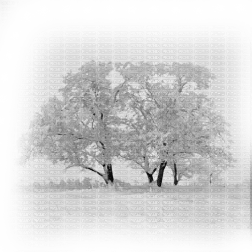 kikkapink winter tree trees transparent background - ingyenes png