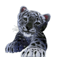snow leopard bp - Gratis animerad GIF