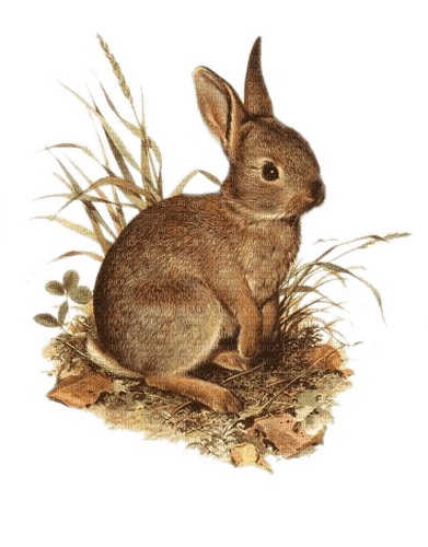 Hase, Blätter, Gras - δωρεάν png