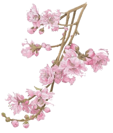 Sakura Branch - бесплатно png