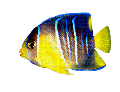 Kaz_Creations  🐟  Fish 🐟 - kostenlos png