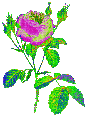 роза неон - Бесплатни анимирани ГИФ