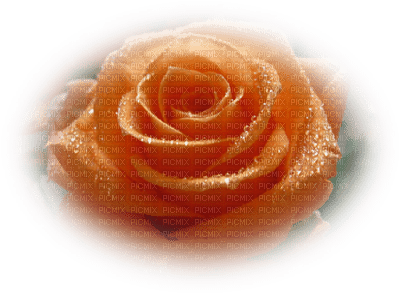 patymirabelle fleurs rose - nemokama png
