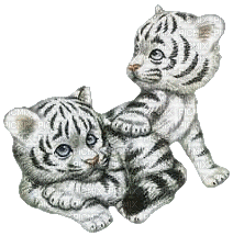 baby tigers - Бесплатный анимированный гифка