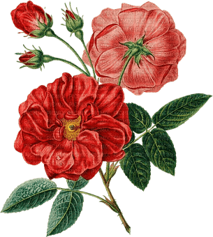 kikkapink deco flowers pink red rose roses vintage - Free PNG