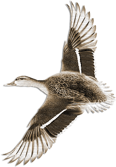 soave deco autumn bird duck vintage sepia - PNG gratuit