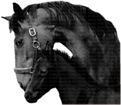 cecily-chevaux noirs - bezmaksas png