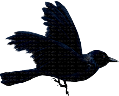 corbeau - ücretsiz png