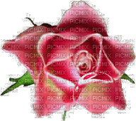 róża - Nemokamas animacinis gif