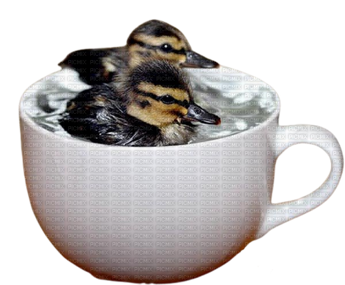 duck - Free PNG