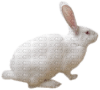 bunny - безплатен png