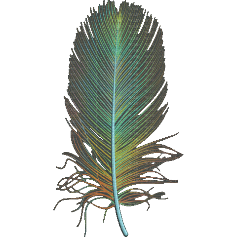 Color Feather - Ilmainen animoitu GIF