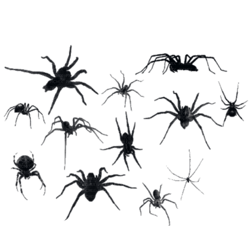 Spider - Free PNG
