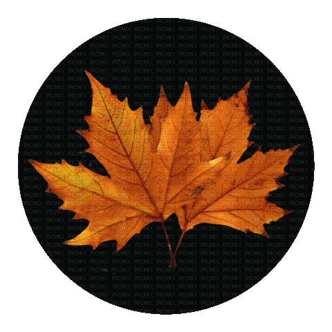 Change Leaf - GIF animate gratis